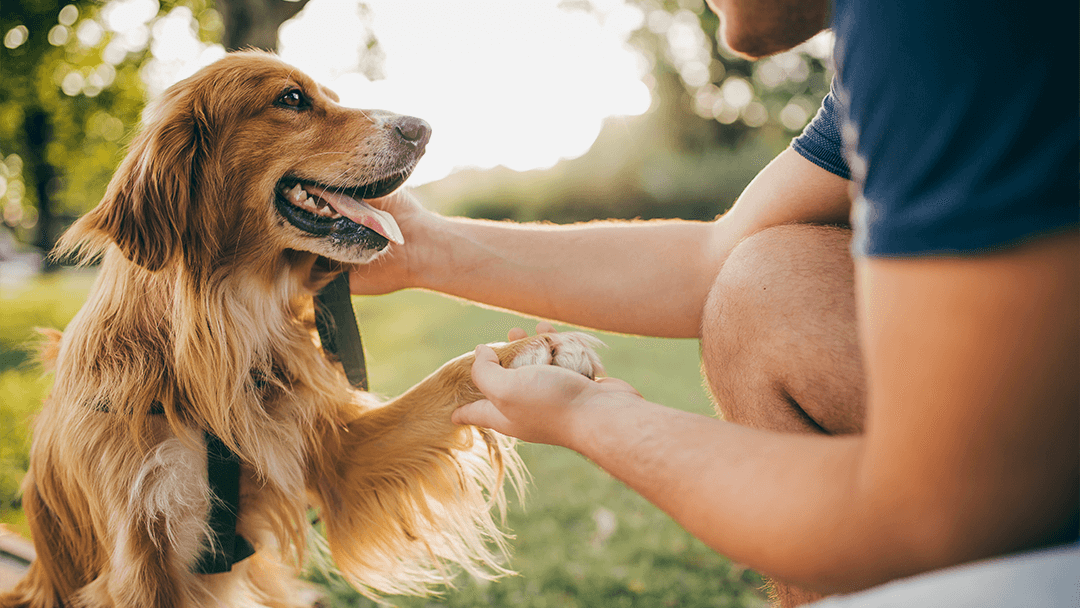 Fun Ideas for Your Dog in Summer