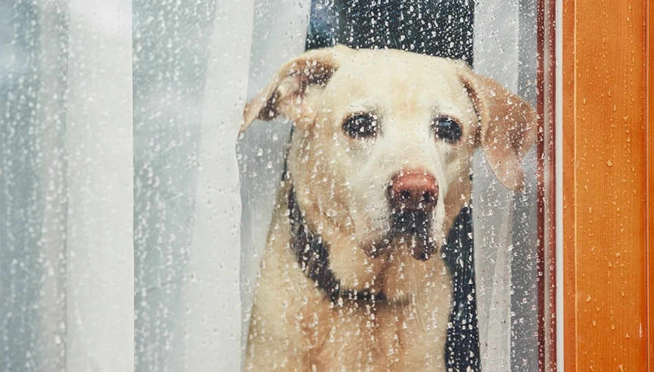7 Simple Tips to Keep Your Dog Active on Rainy Days