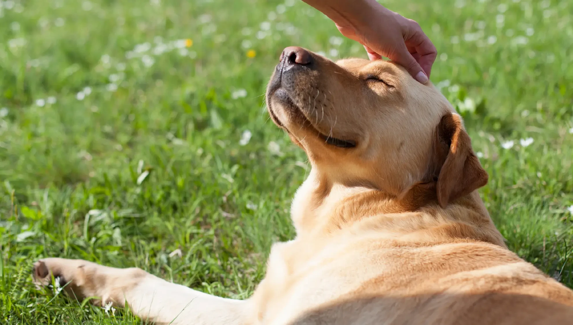 Healthy Treats for Dogs with Allergies