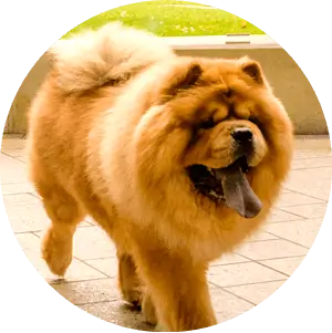 Suitable for dogs of all sizes and breeds