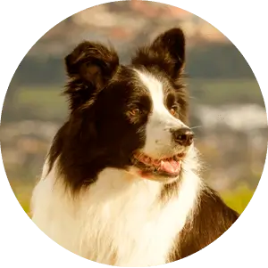 Bow Wow Natural Quality Ingredients