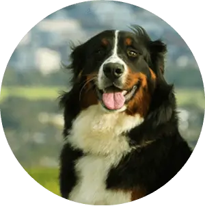 For the wellbeing of dogs