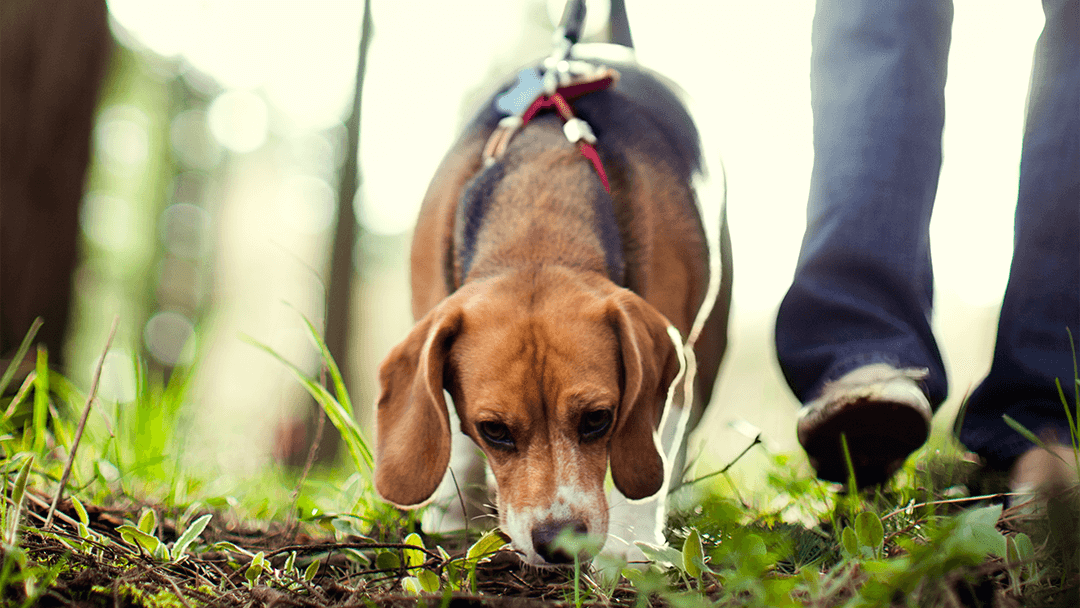 https://www.bowwowtreats.com.au/media/website_pages/news/4-fun-games-with-dog-treats/Treasure-Hunt-Treats-with-Your-Dog.png