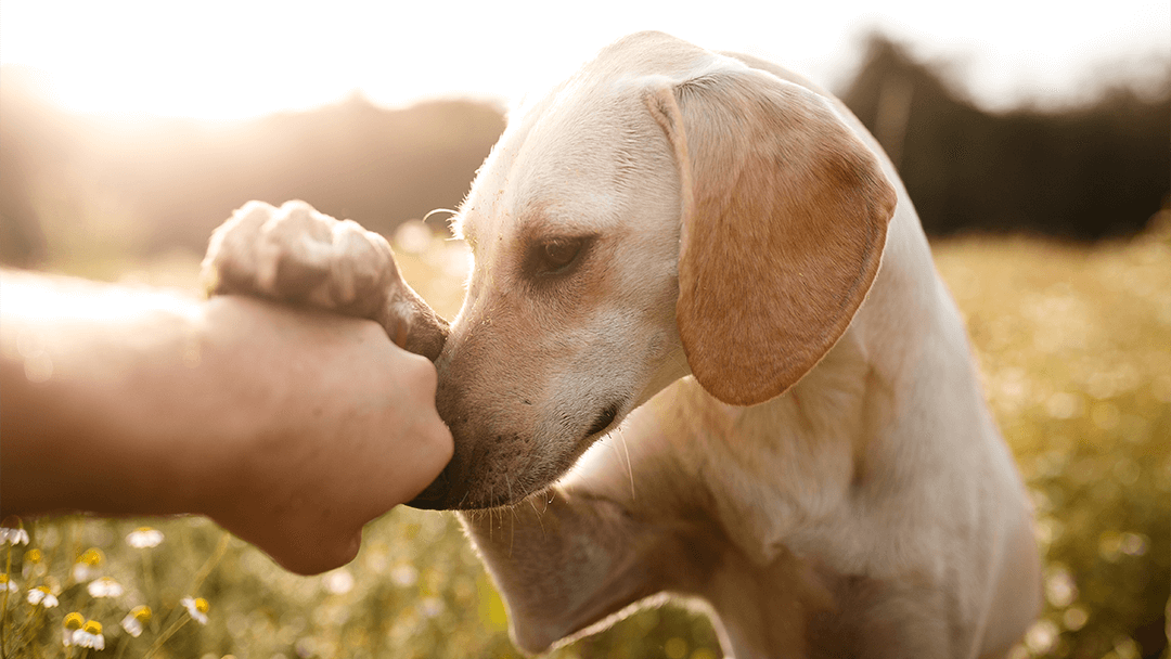 https://www.bowwowtreats.com.au/media/website_pages/news/4-fun-games-with-dog-treats/Which-Hand-is-The-Treat-in-Dogs.png