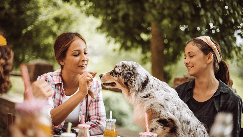 Aussie Summer BBQ with Dog