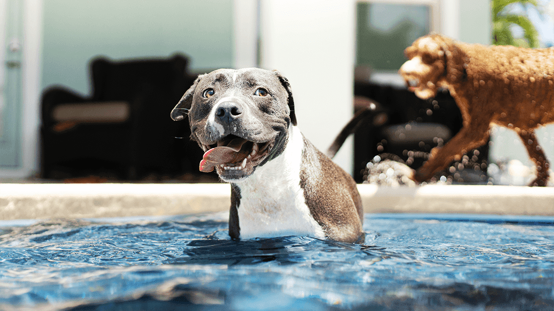 Staffy dog in a pool with a cavoodle walking behind