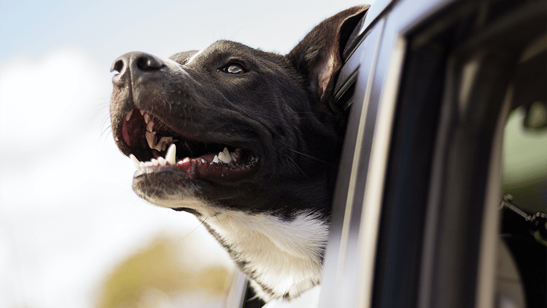A staffy leaning out of a car window in summer keeping sun safe