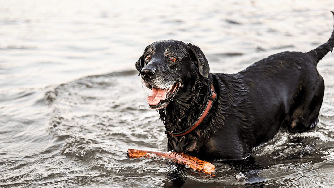 Black labrador retriever fetching a stick in a river