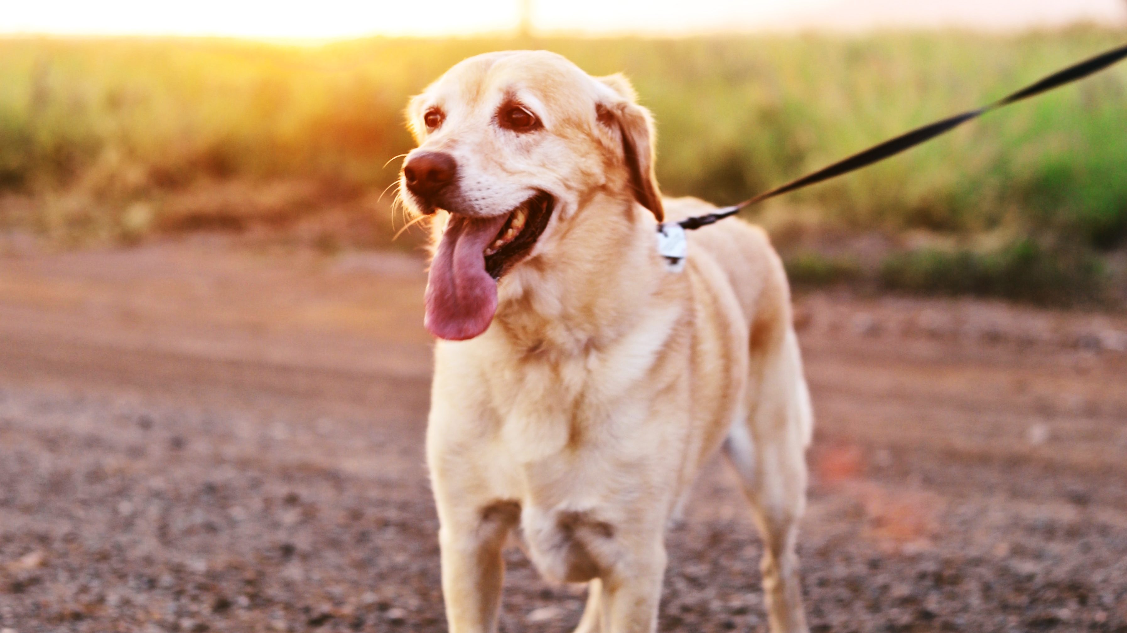 A white labrador retriever on a leash walking at dusk