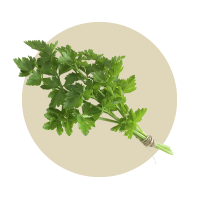 Parsley freshens breath, supports digestion, boosts immunity, and promotes healthy kidneys in dogs.