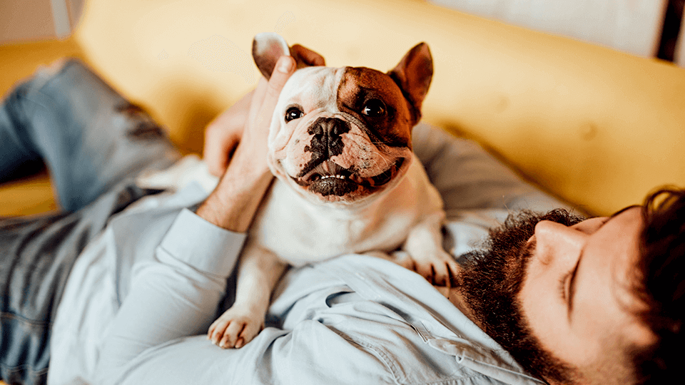 Caring for your Ageing Dog