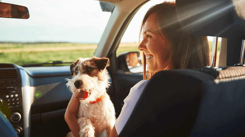 Travelling with your Dog Image