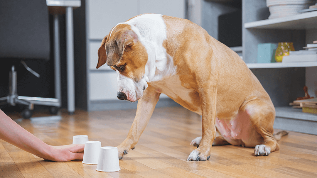 Brain games for dogs - Treat Treasure Hunt - Pooches At Play