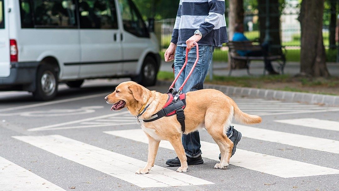 Dogs With Jobs: Autism Assistance Dogs