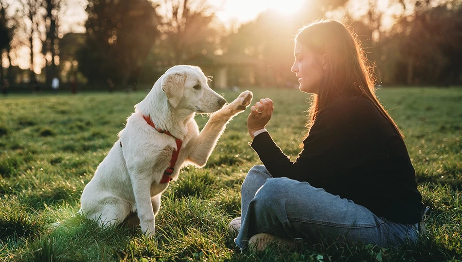 5 Training Tips for Your New Puppy