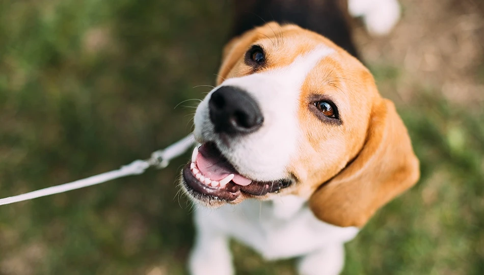 6 Ways to Prevent Dental Issues for Your Dog