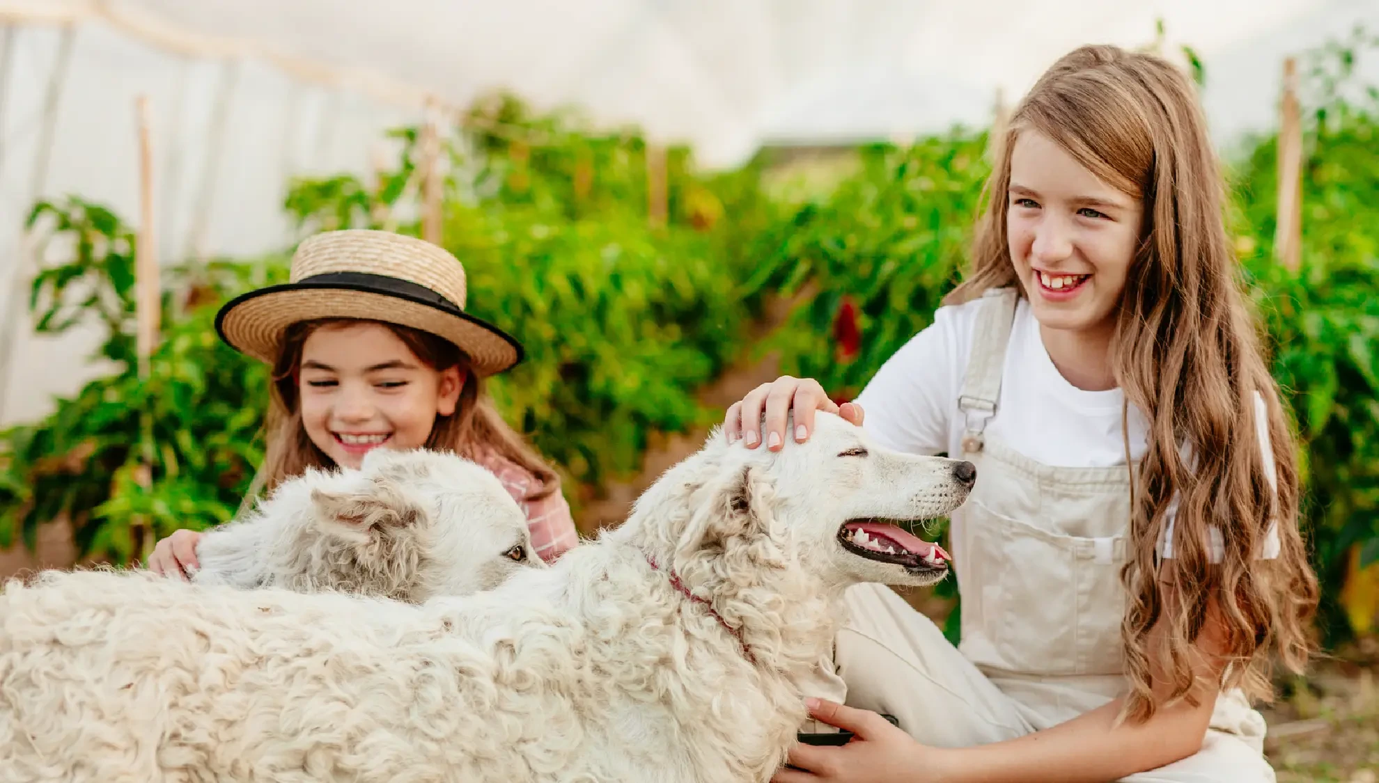 The Science Behind Dog Treats