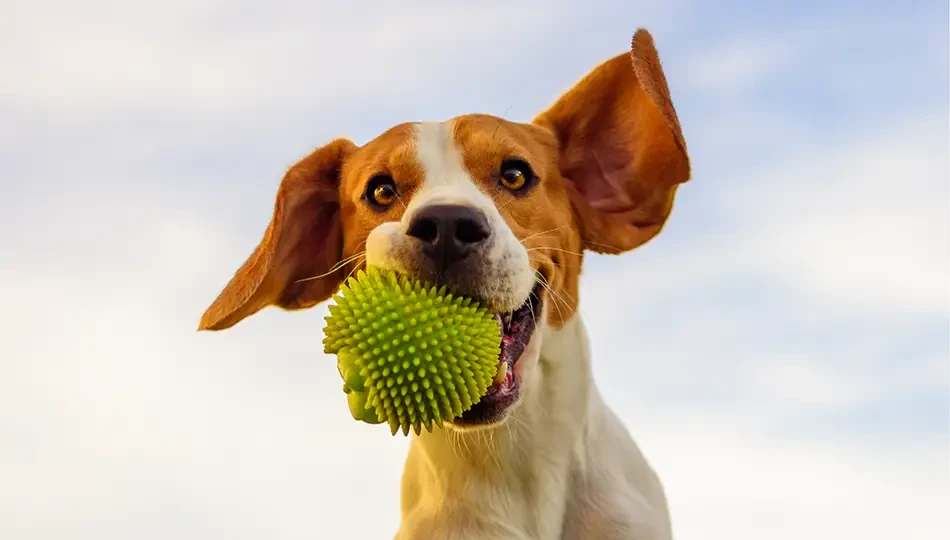 Treats for Active Dogs