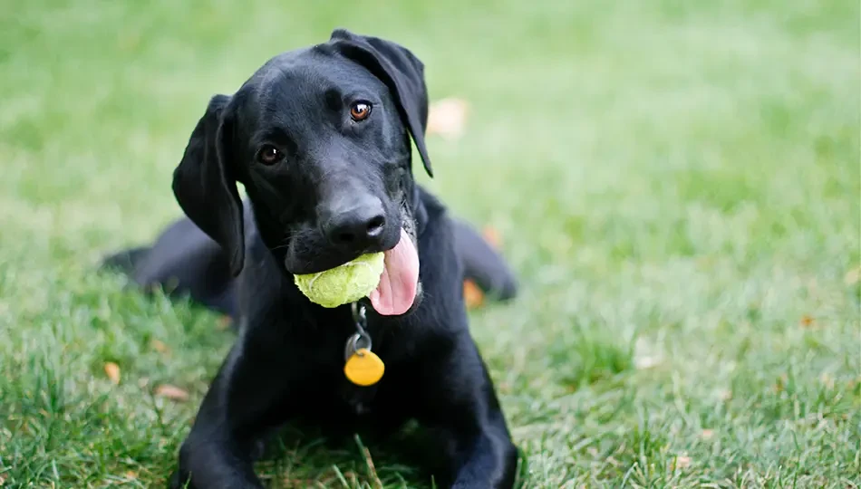 6 Fun Ways to Use Dog Treats for Training