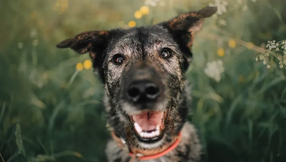 Treating Your Senior Dog: Tailored Treats for Ageing Canines