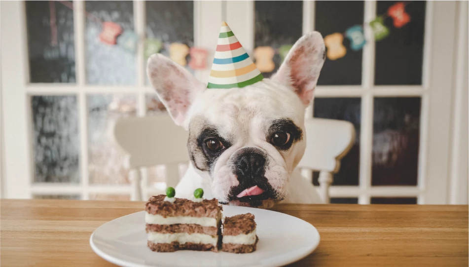 Special Occasion Treats: Celebrating with Your Canine Companion