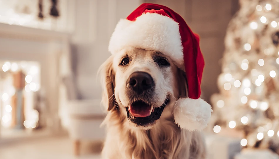 How to Give Your Dog a Pawsome Christmas