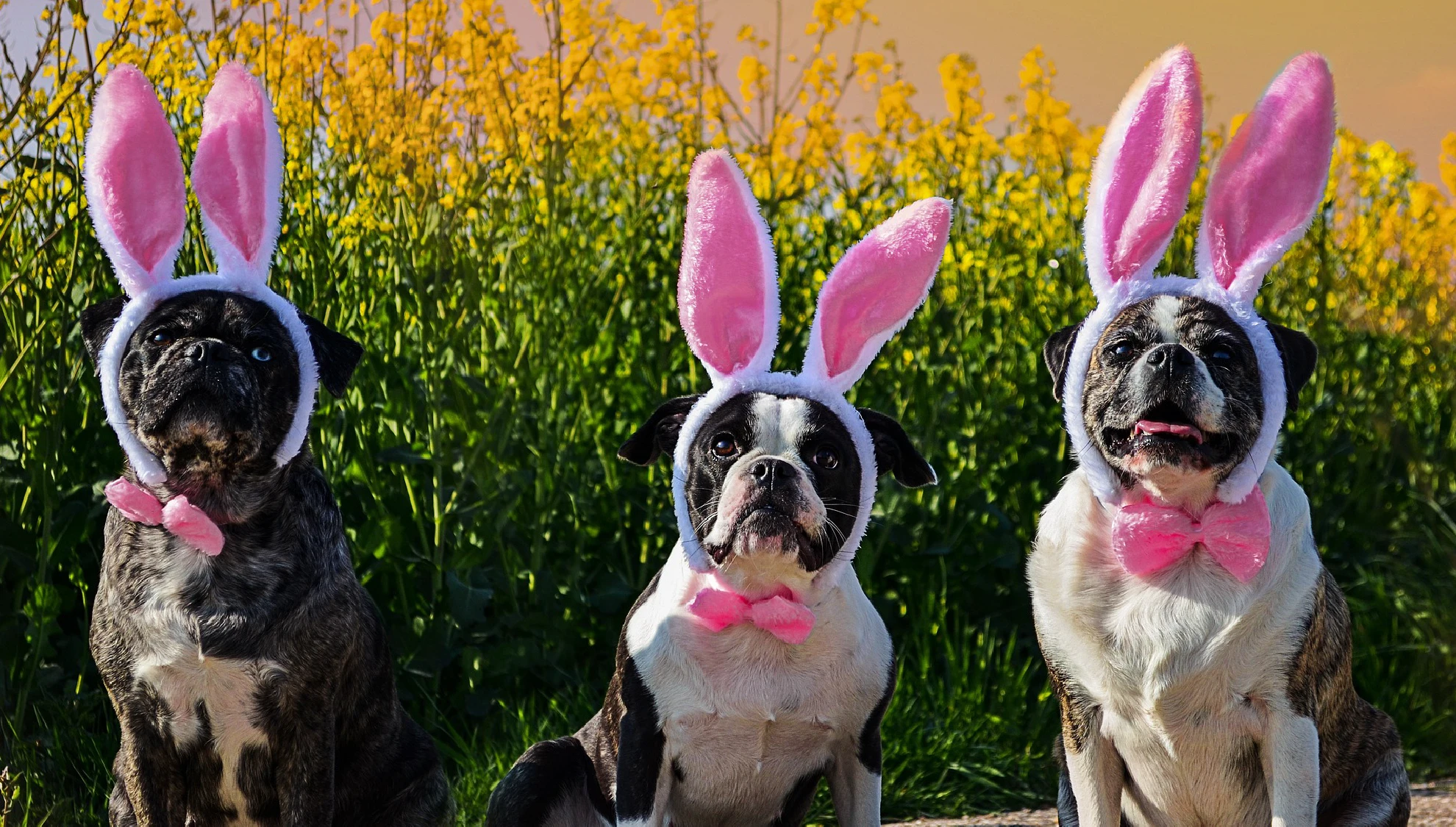 Easter Egg Hunt for Dogs: Creating a Safe and Fun Experience
