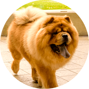 Suitable for dogs of all sizes and breeds