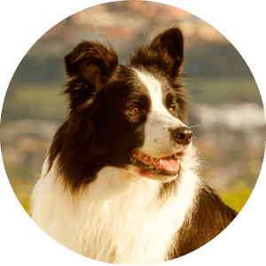 Bow Wow Natural Quality Ingredients