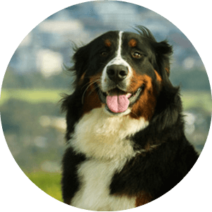 For the wellbeing of dogs